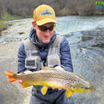Brown Trout Slovenia M1