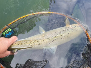 Trout Fishing Sloveniamay26 12
