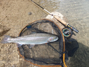 Trout Fishing Sloveniamay26 13