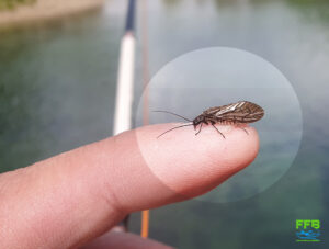 Trout Fishing Sloveniamay26 3