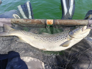 Trout Fishing Sloveniamay26 8